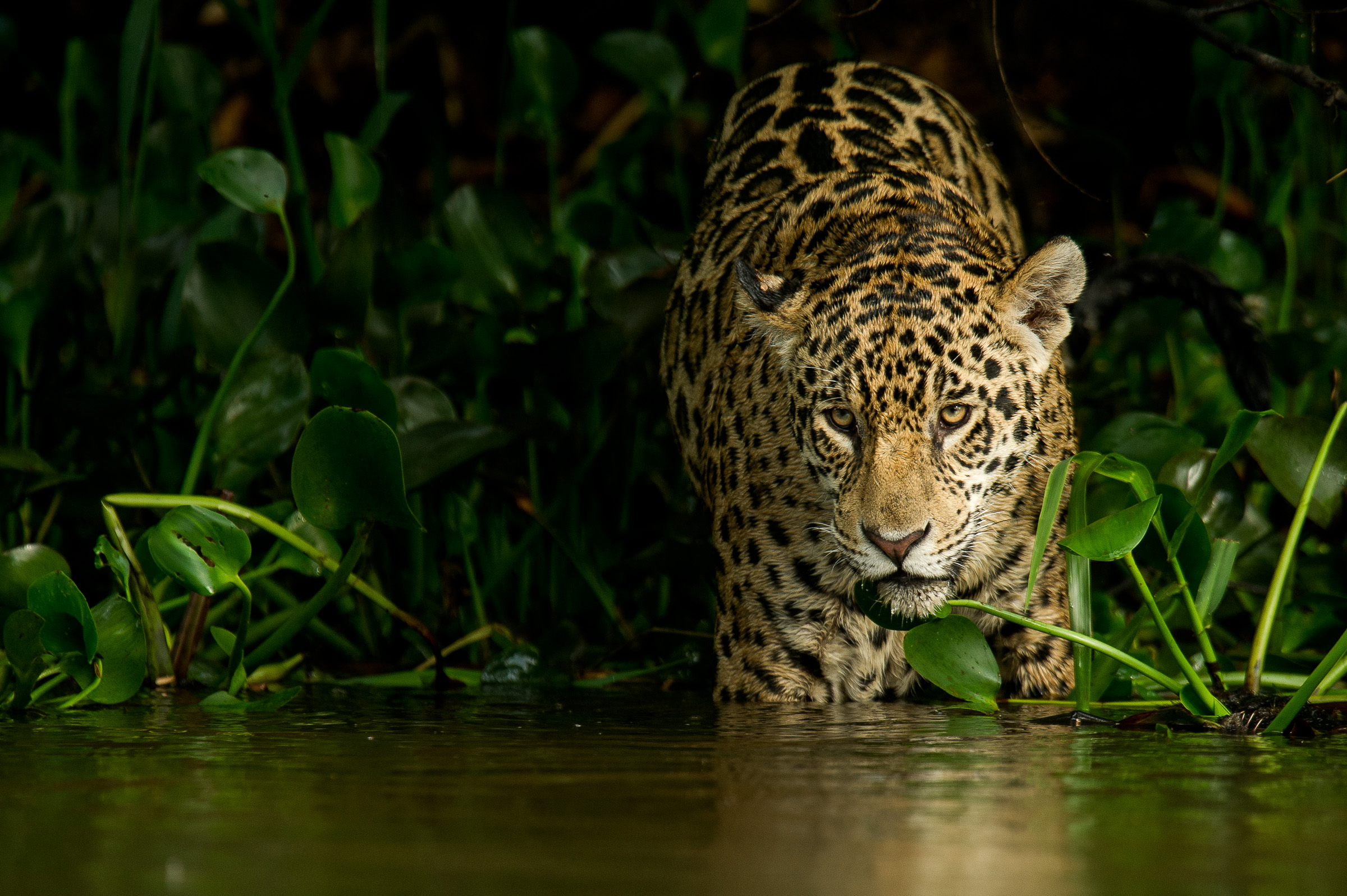 2013-10-17 Pantanal_Brasilien-6599-Edit