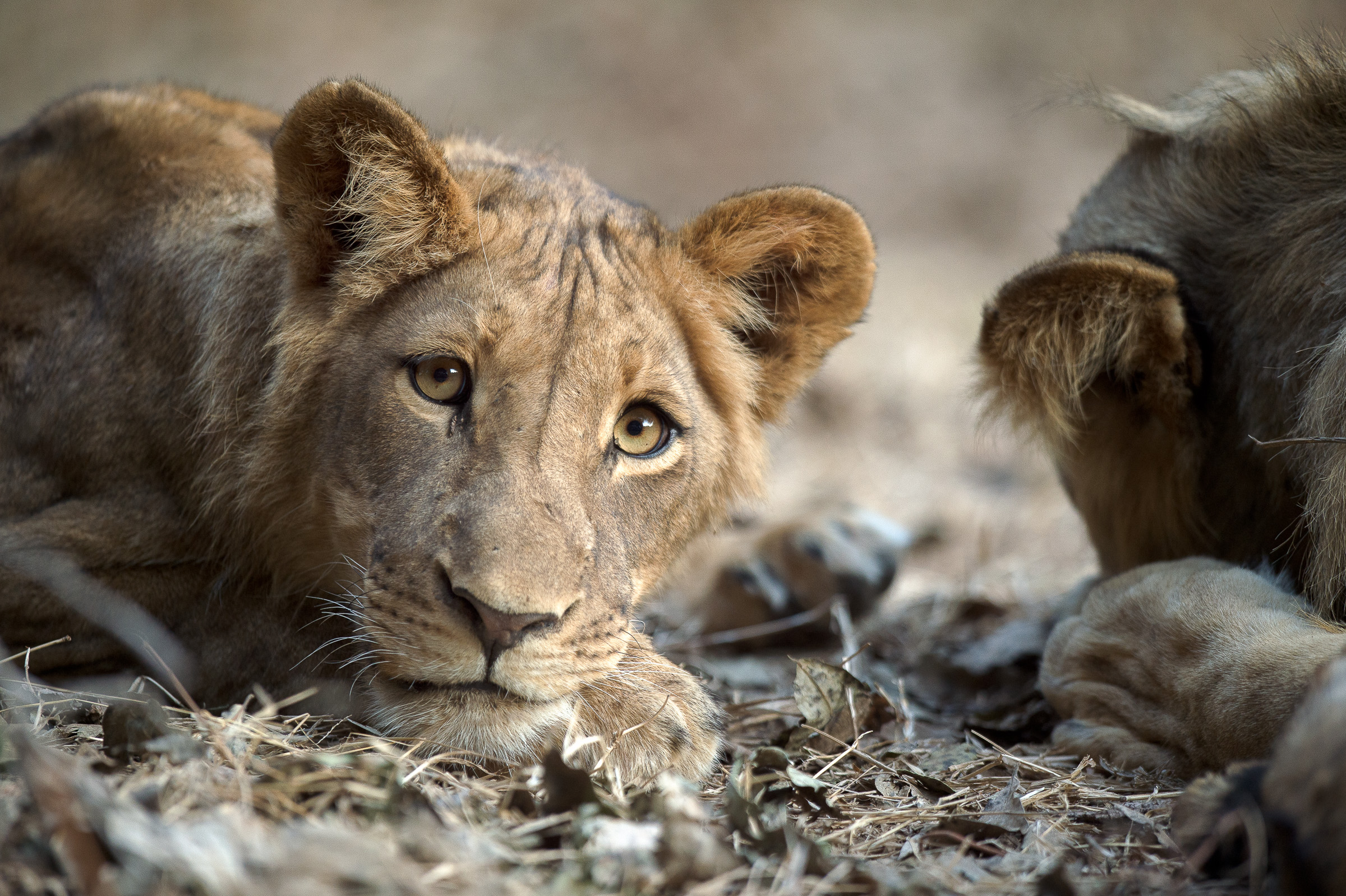 2014-07-15 Zimbabwe-5824-Edit