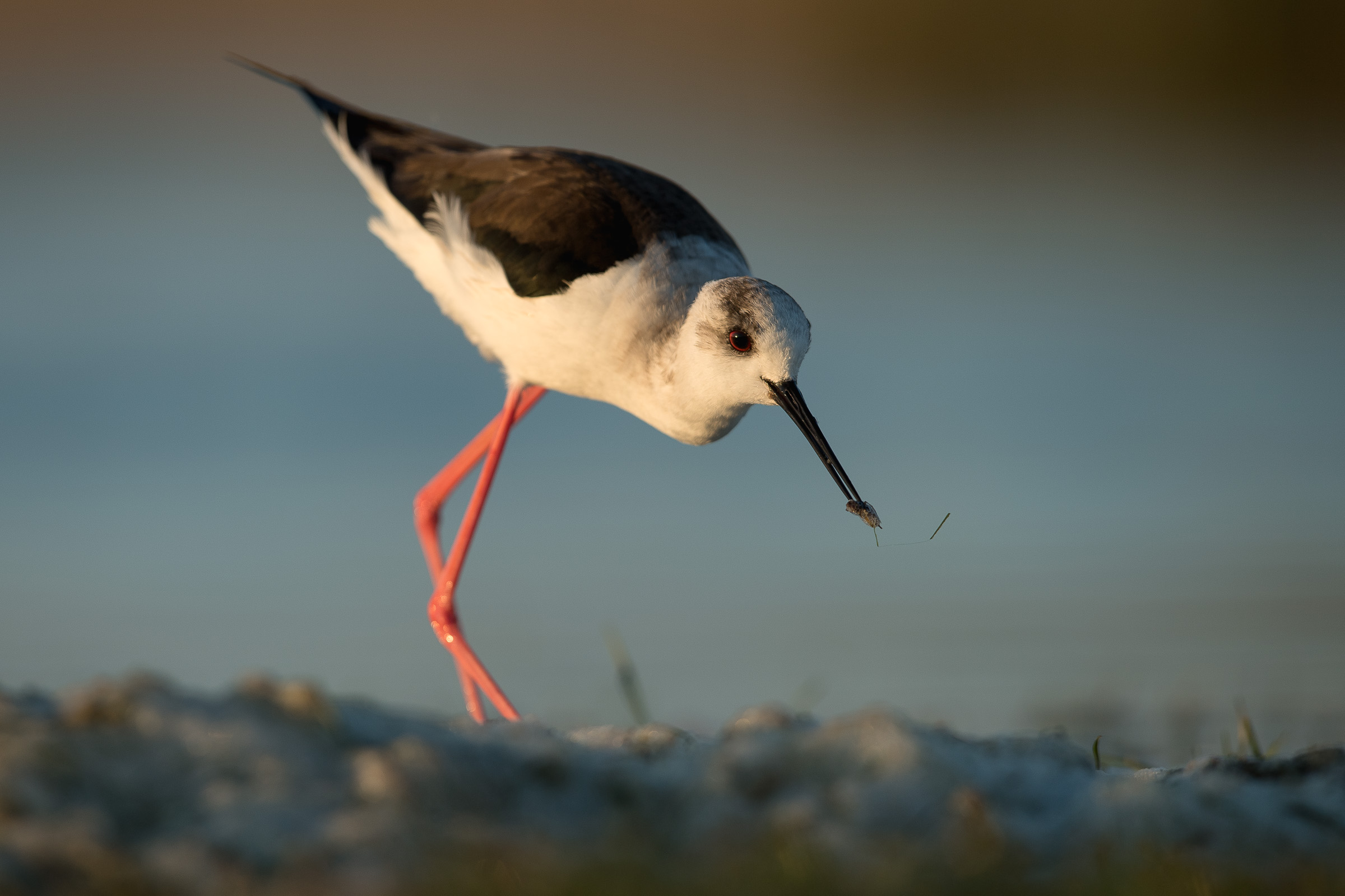 A black-winged stilt on my trip to the Donau delta i Romainia:)