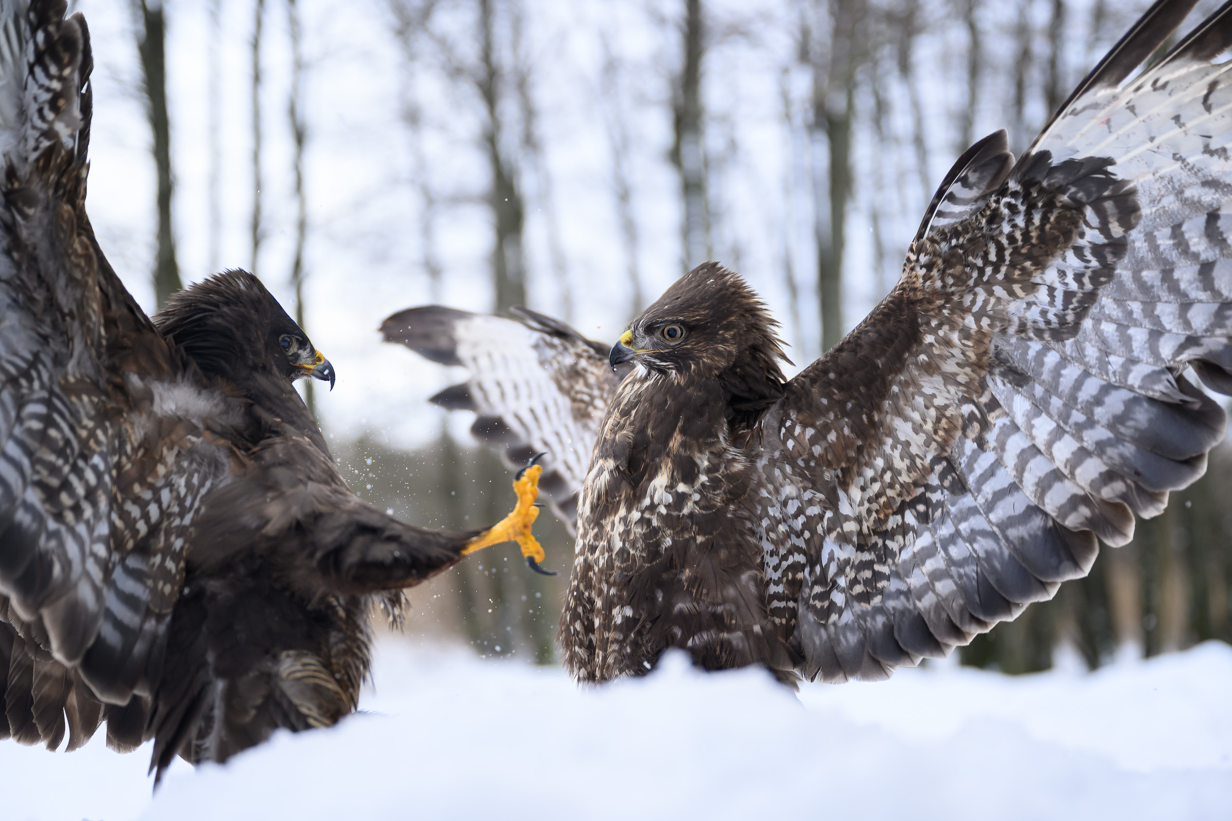 2024-01-20 Fågel_Gömsle Tydingesjön_Hästveda-8202