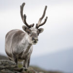 2024-08-03 Svalbard_Norge-1776