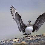 2024-08-03 Svalbard_Norge-6966