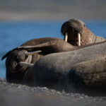 2024-08-05 Svalbard_Norge-1713