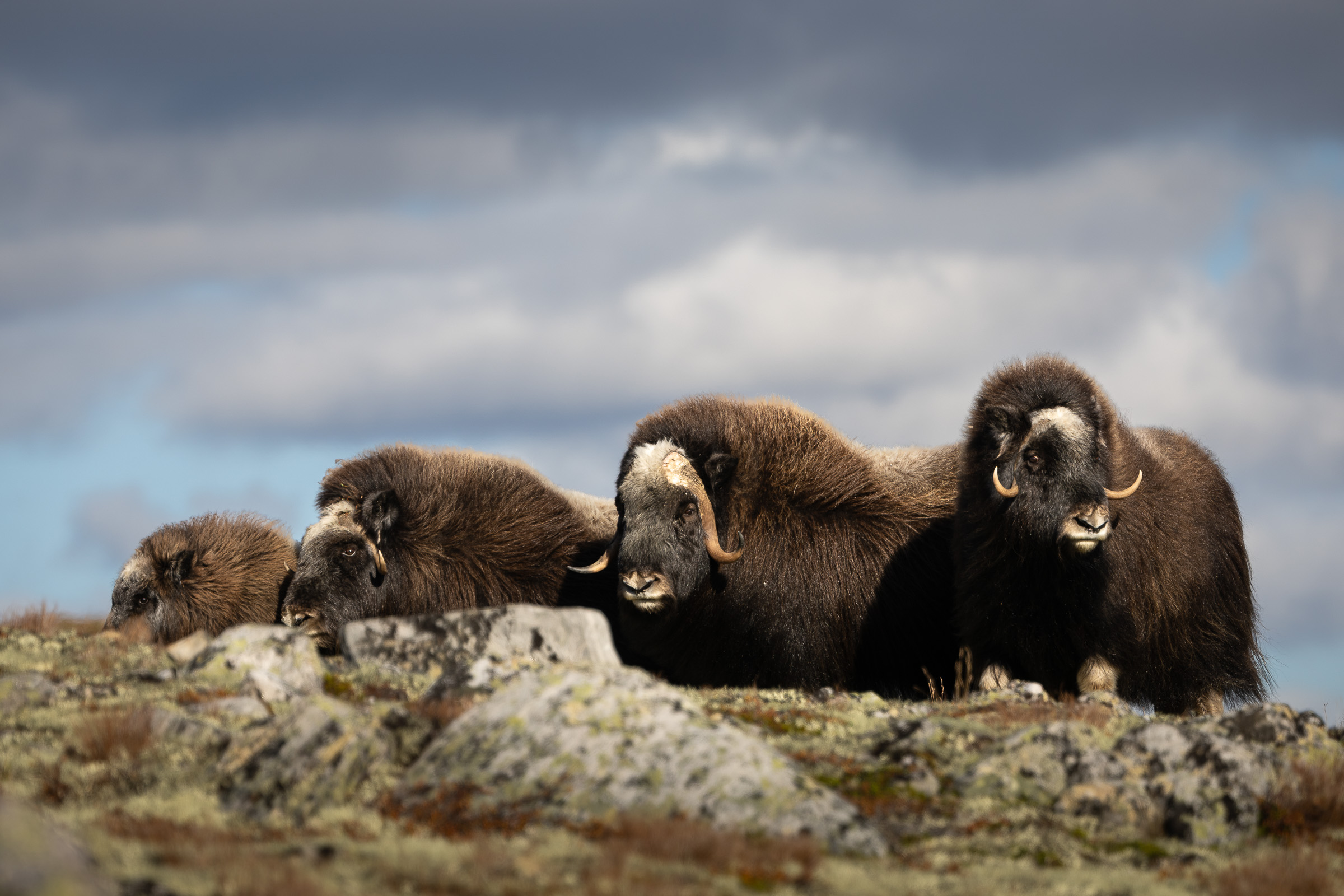 2024-09-13 Dovrefjell_Norge-6704